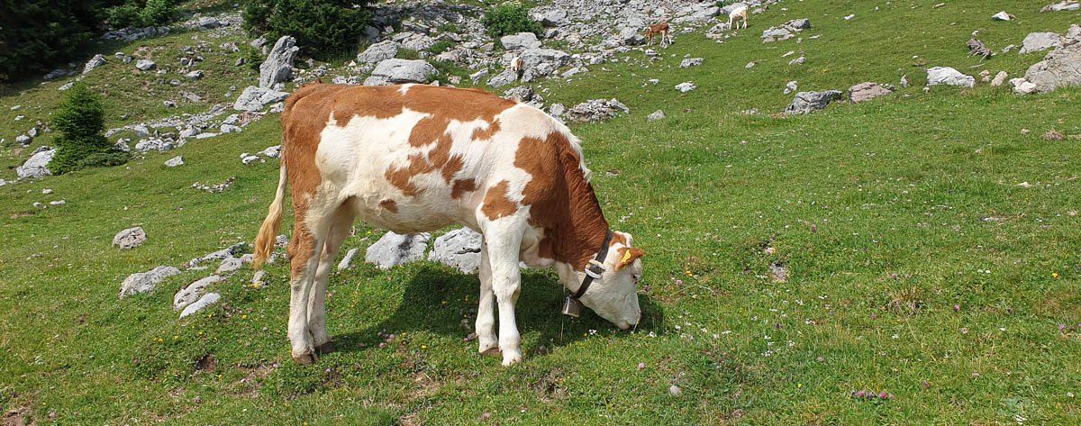 Kuh auf einer Bergwiese