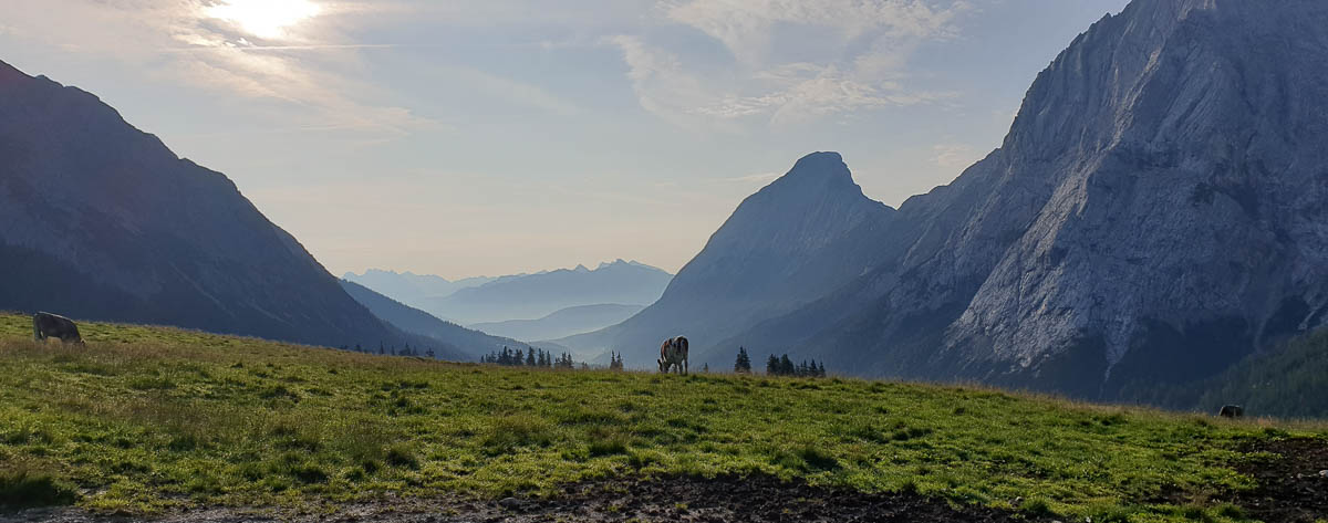 Bergwiese mit Kühen und Bergen