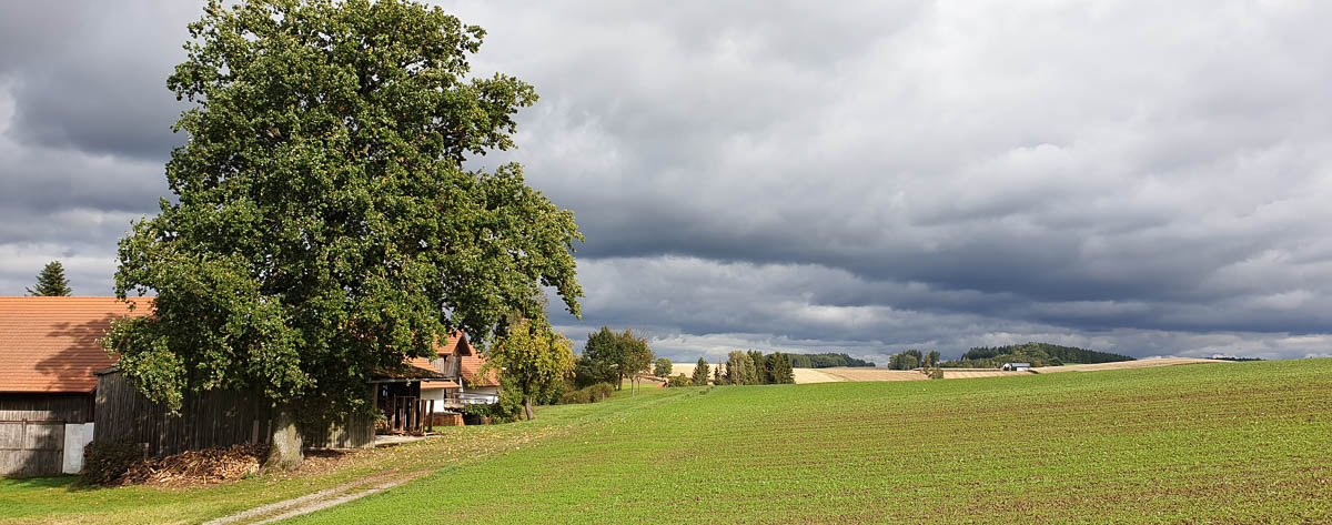 Baum und dramatische Wolken