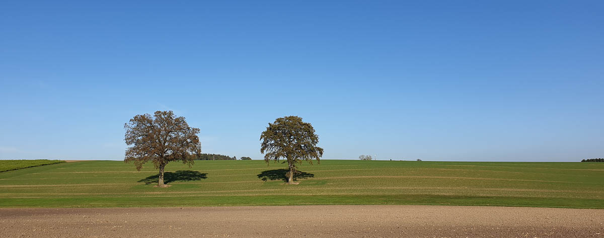 zwei Bäume auf einer Wiese