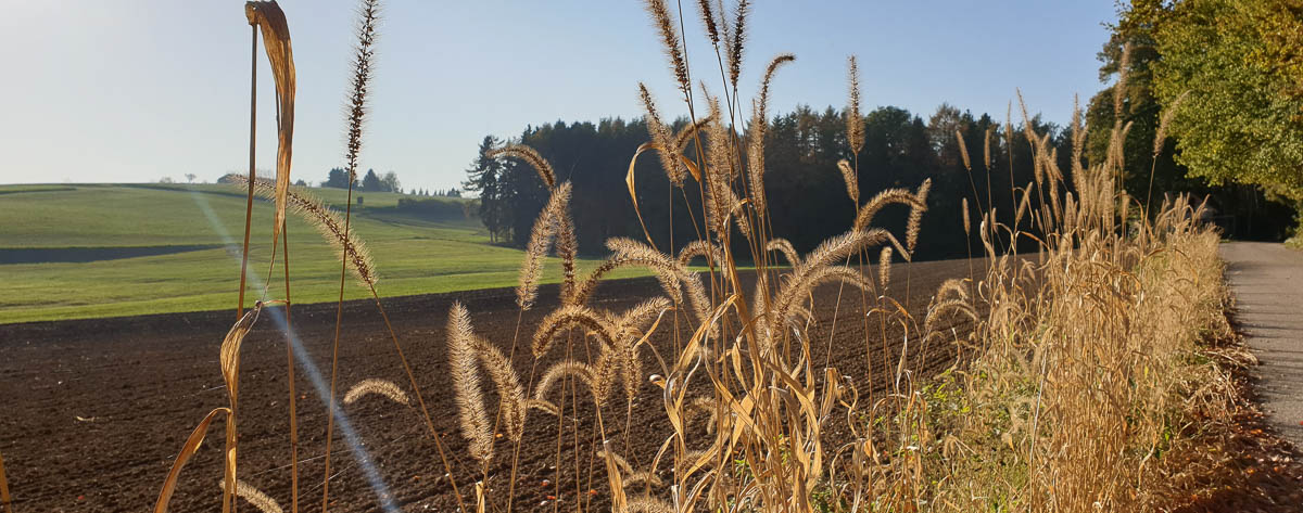 Grashalme in der Sonne