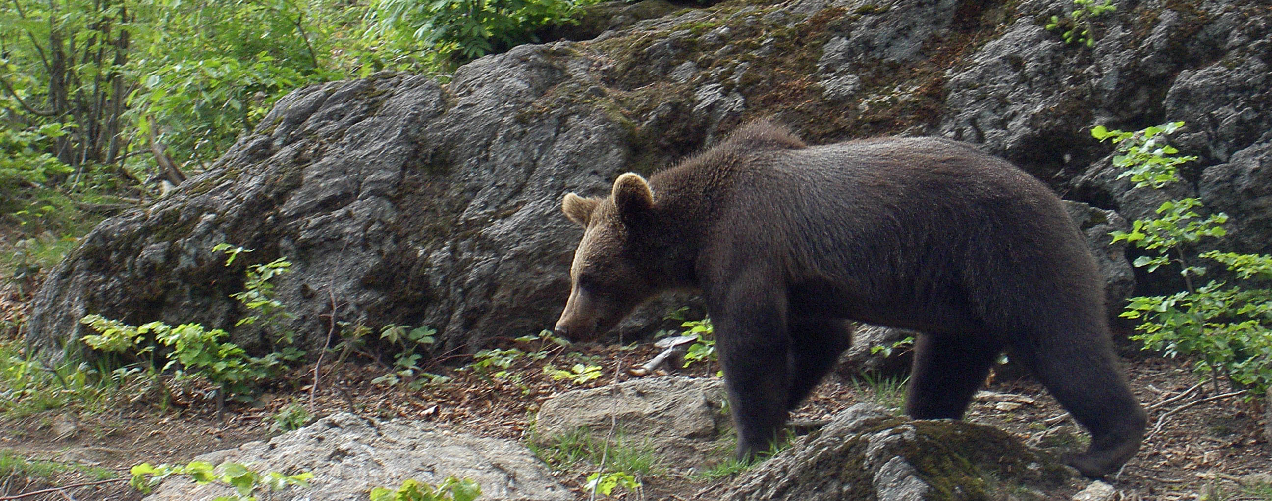 ein Braunbär