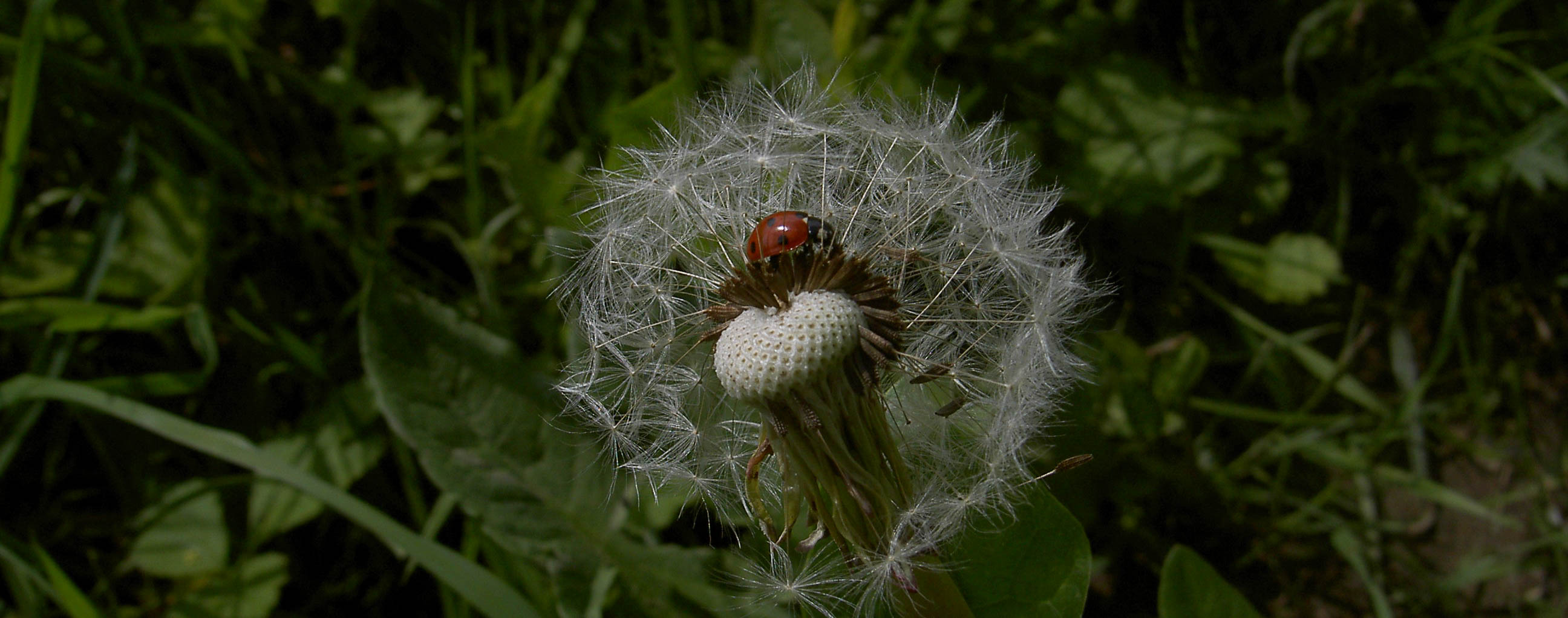 Marienkäfe in Pusteblume