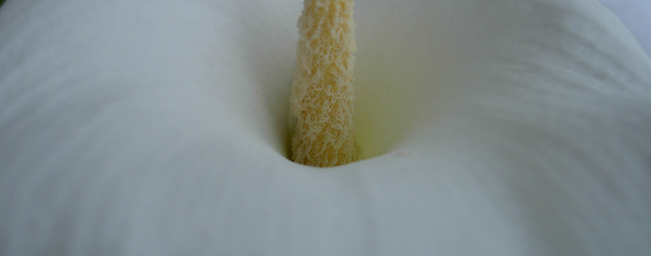 weiße Blüte