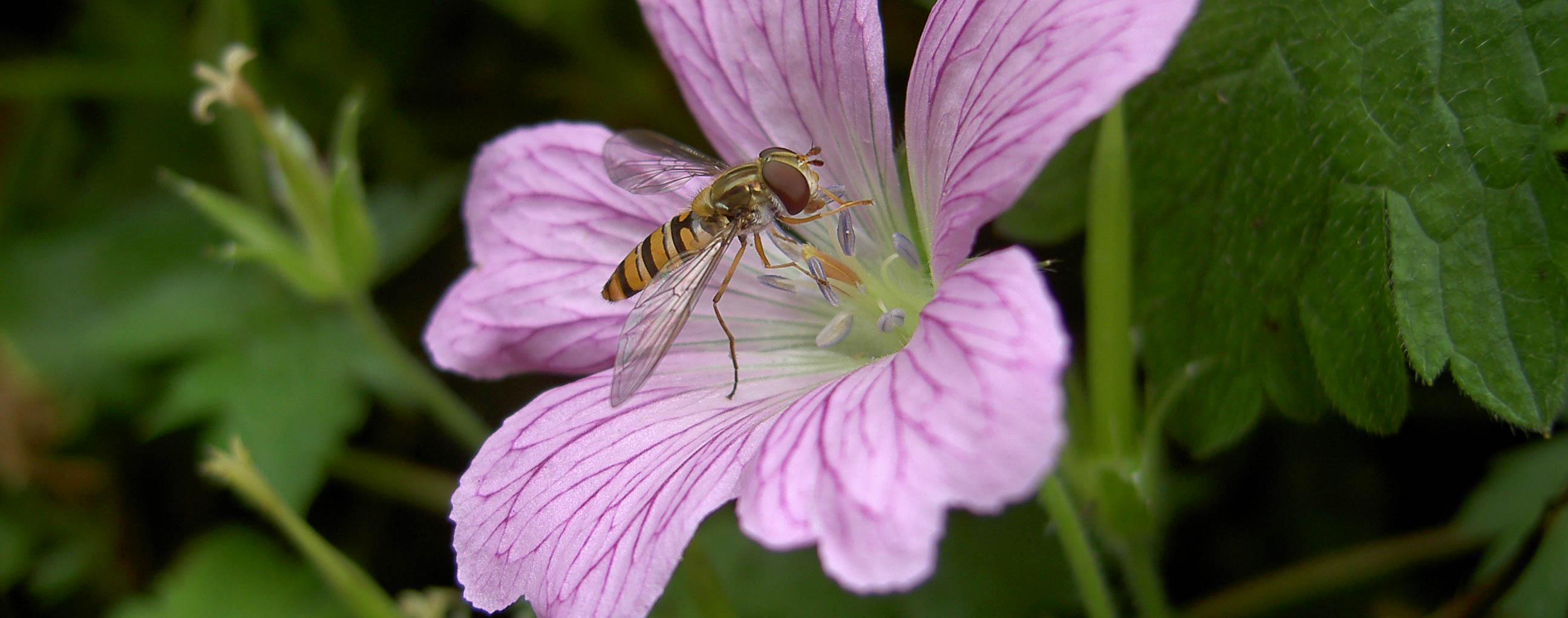 Wespe auf rosa Blüte