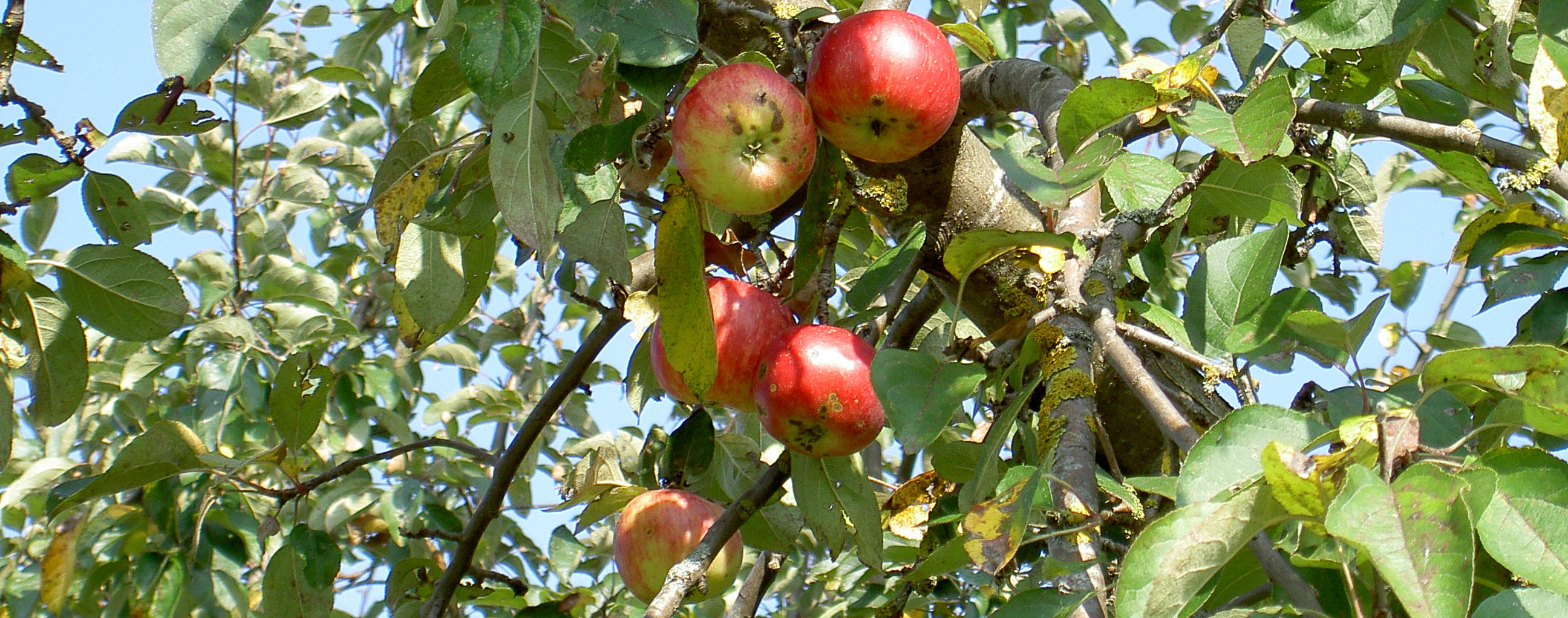 leuchtend rote Äpfel