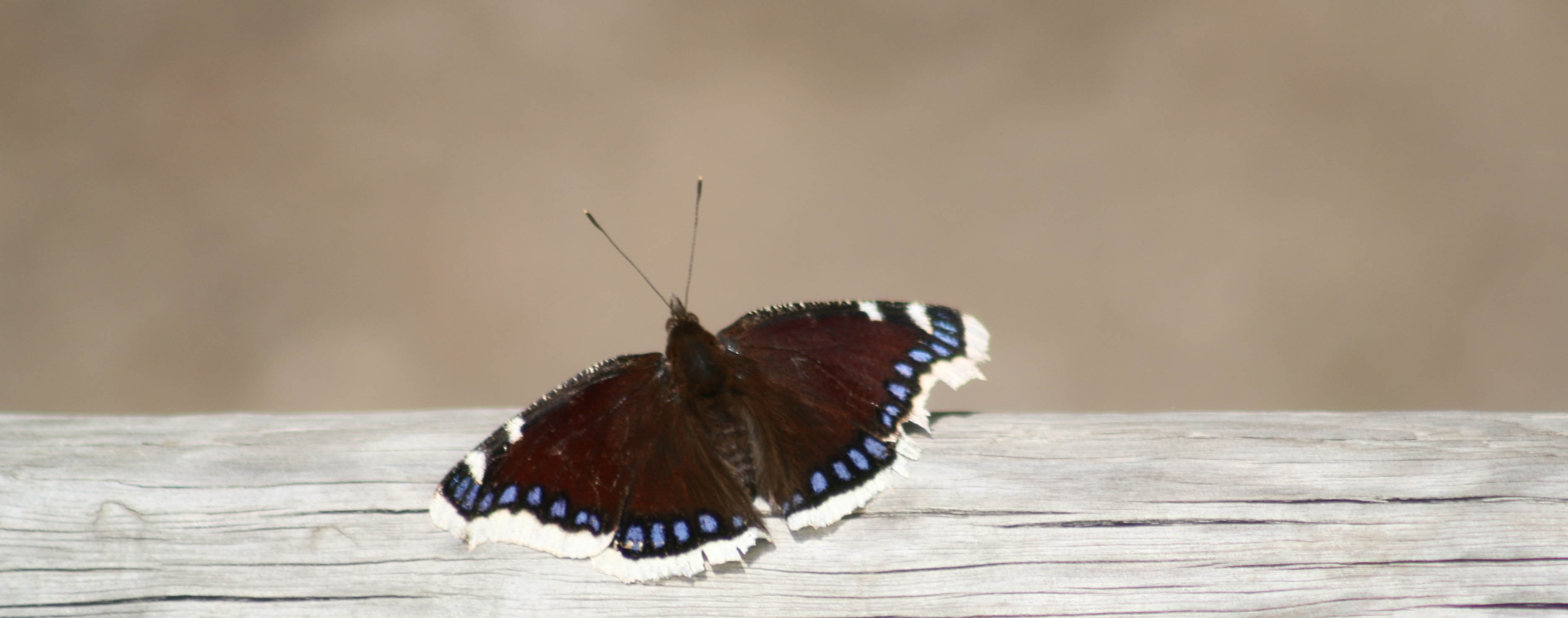 Schmetterling Schmetterling