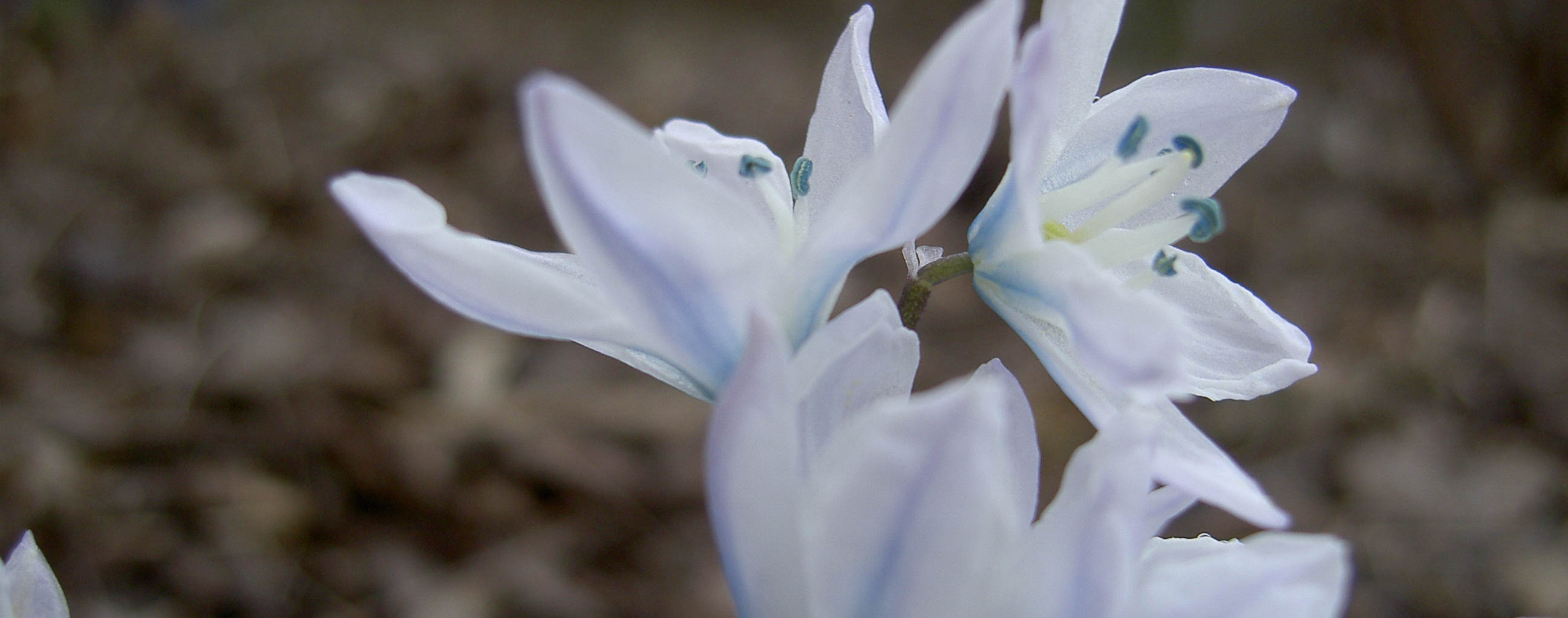weiße Blüten