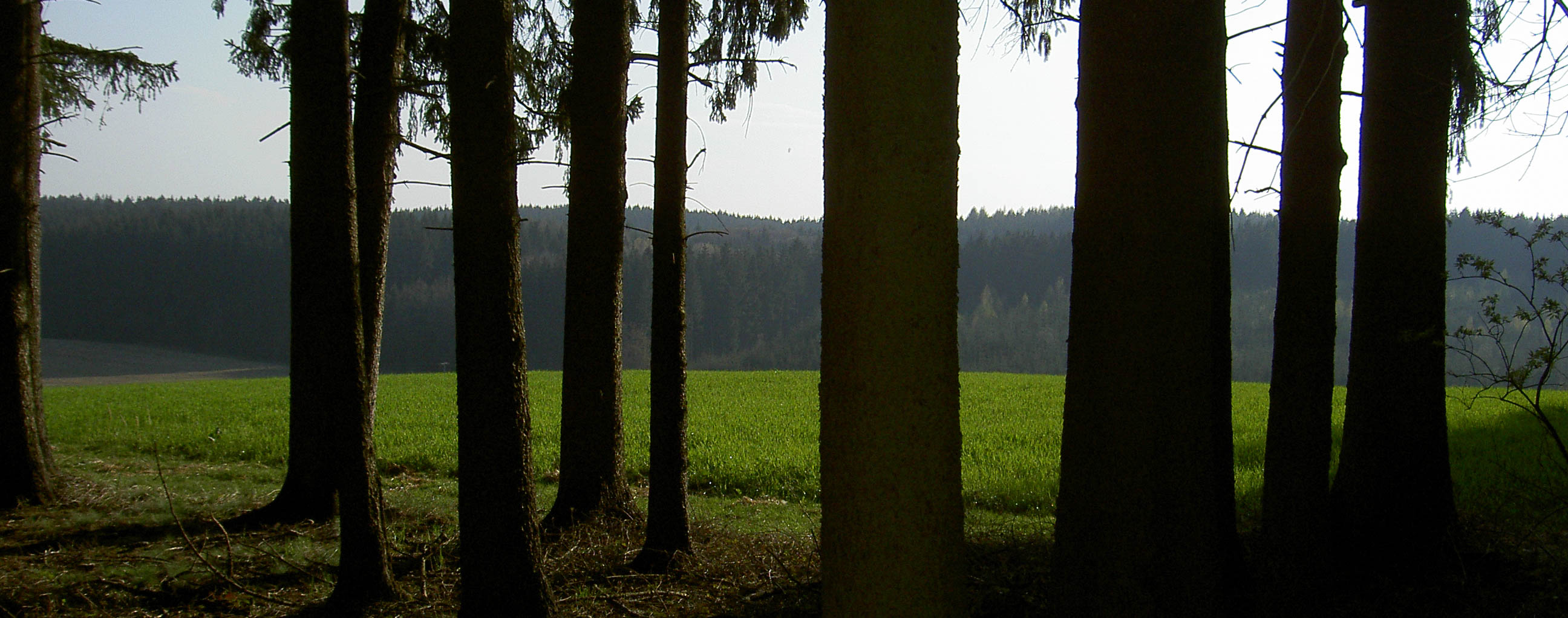 Blick aus dem wald auf ein grünes Feld