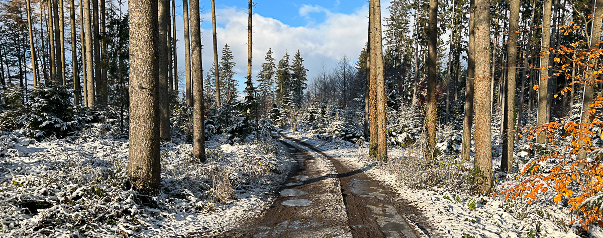 Schnee im Herbstwald