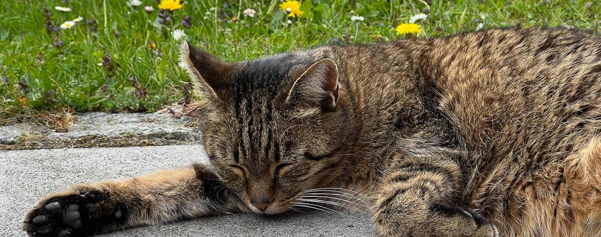 Freikirche der Siebenten Tags Adventisten in Landshut _ eine schlafende Katze vor einer Blumenwiese