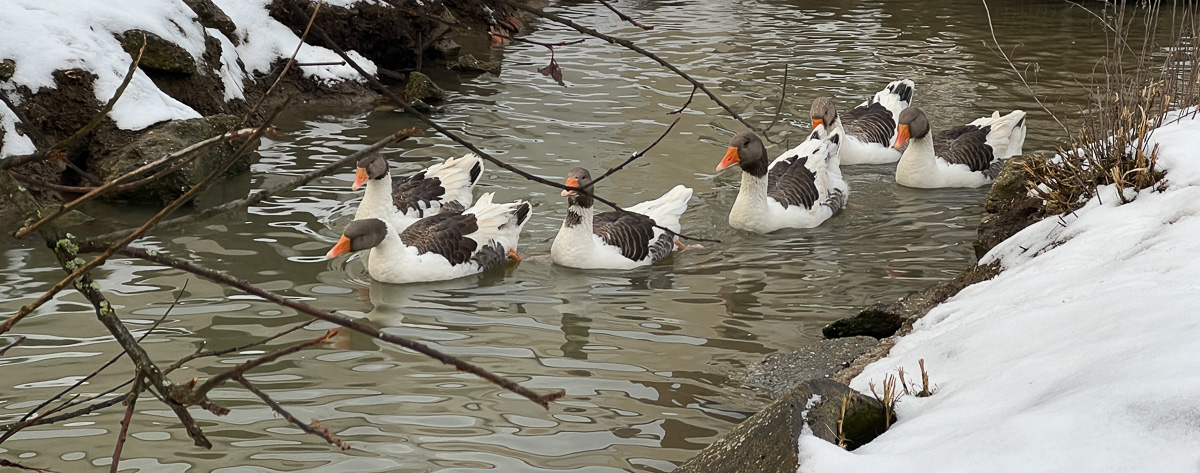 Freikirche der Siebenten Tags Adventisten in Landshut _ Sechs Gänse schwimmen in einem Bach im Winter