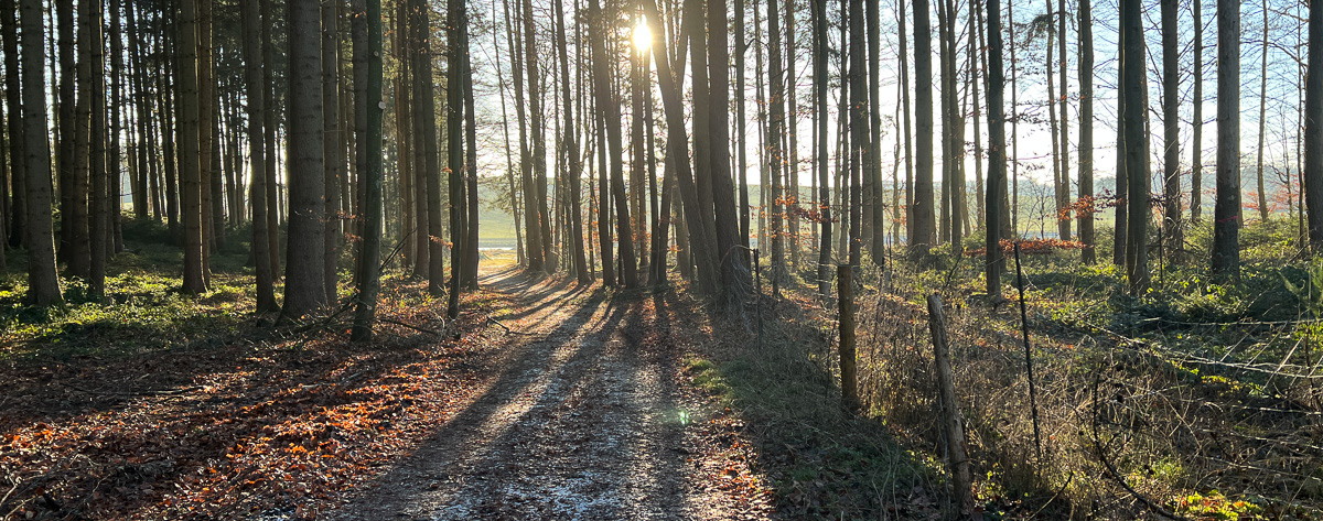 Freikirche der Siebenten Tags Adventisten in Landshut _ Sonnenstrahlen durschdringen einen Wald