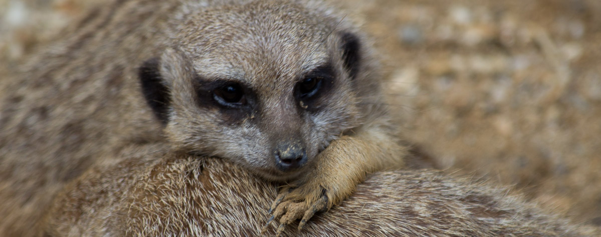 nachdenkliches Erdmännchen