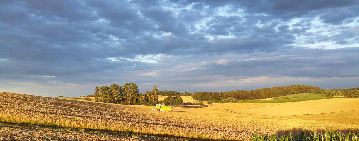 leuchtende Felder im Spätsommer