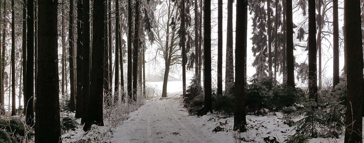 Weg im Winterwald
