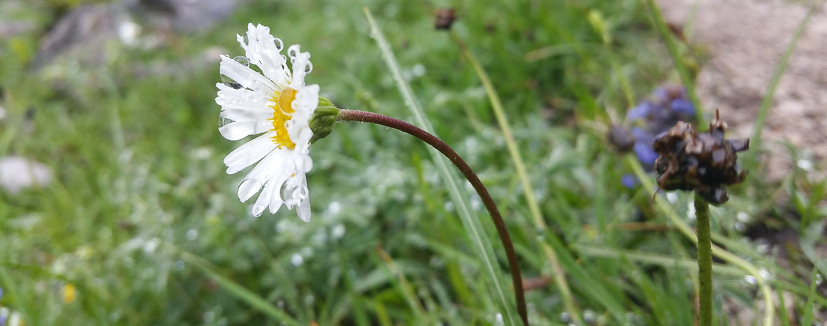 Gänseblümchen mit vielen Regentropfen