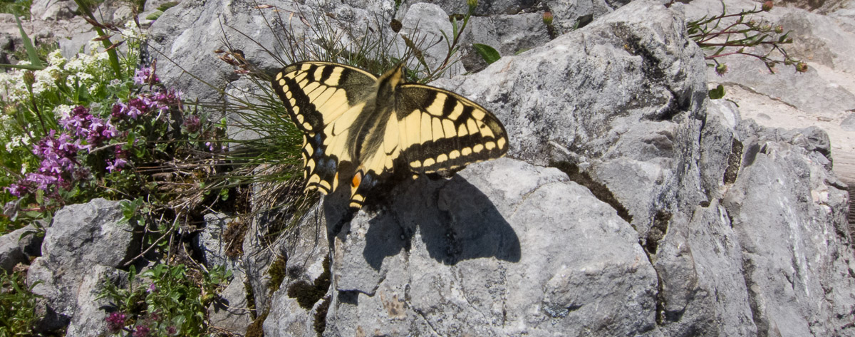 gelb-schwarzer Schmetterling