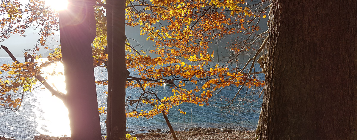 Herbstsonne im Laub am Walchensee