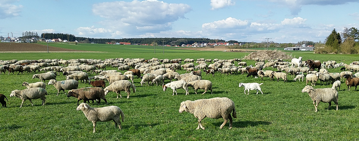 Schafherde im Vilstal