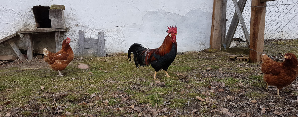 Ein stolzer Hahn mit zwei Hühnern