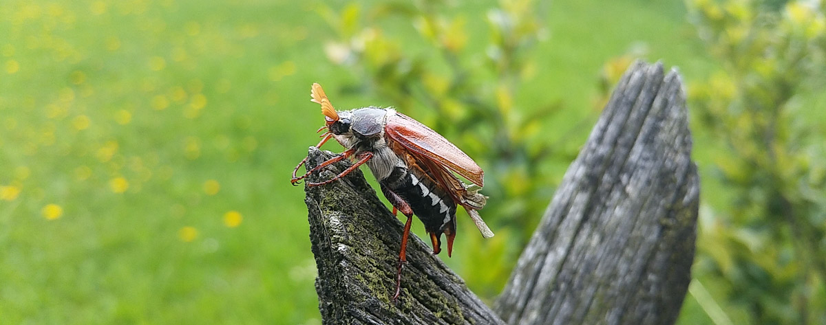 Maikäfer auf Zaunpfosten