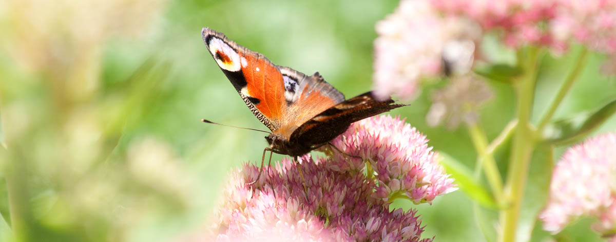 Schmetterling auf Blüte