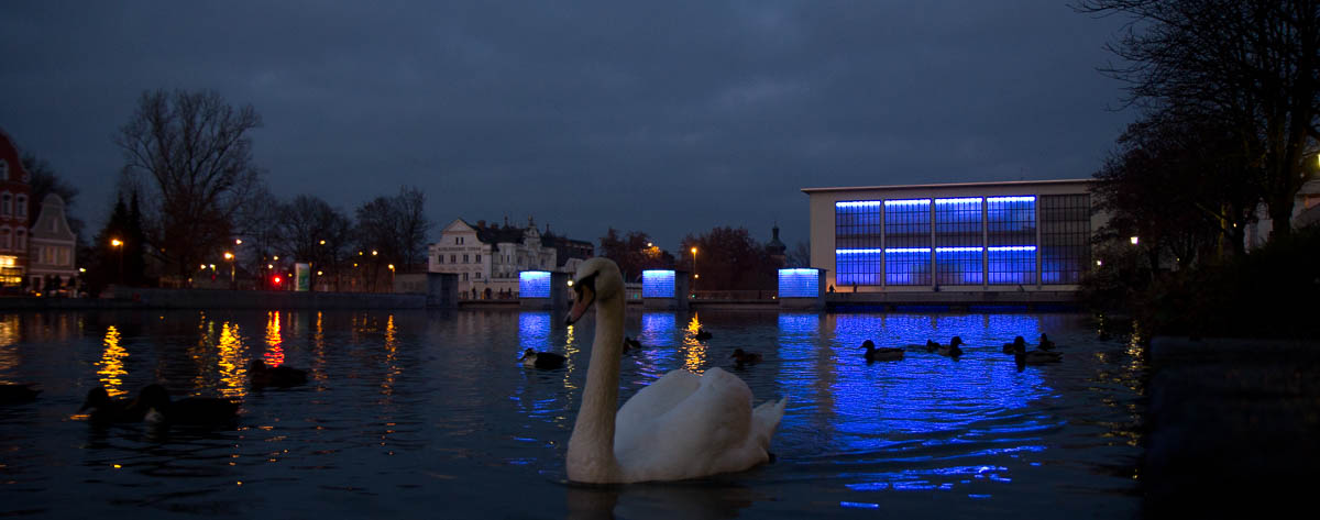 schwimmender Schwan vor blauem Licht