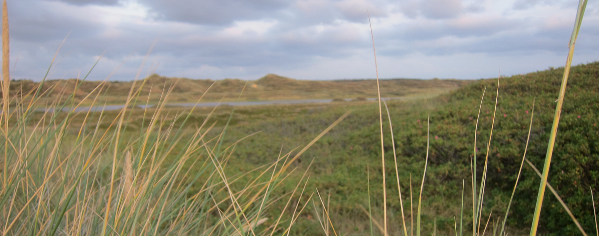 Dünenlandschaft Dünenlandschaft