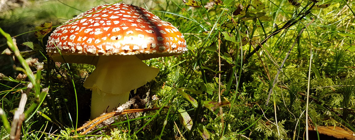Fliegenpilz Fliegenpilz