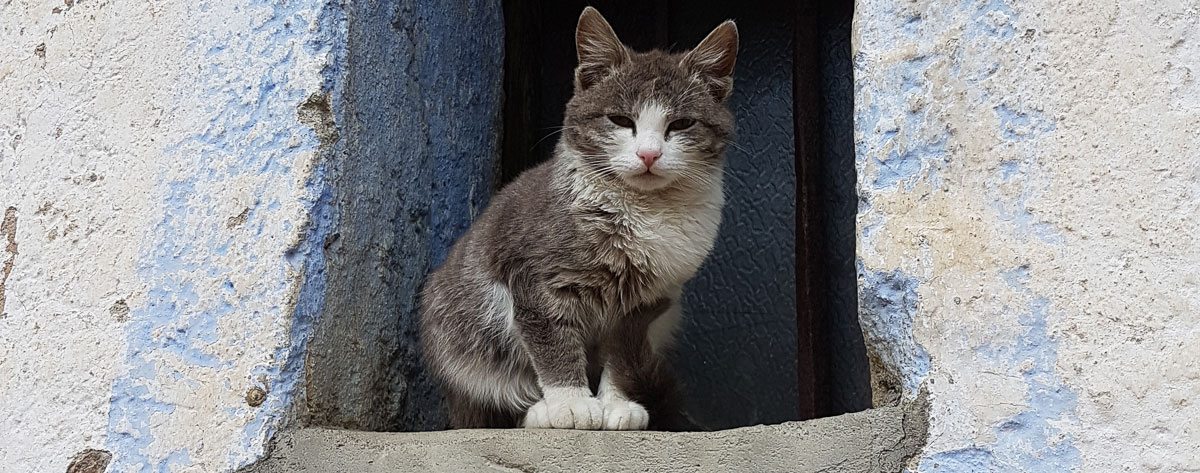 Katze im Fenster Katze im Fenster