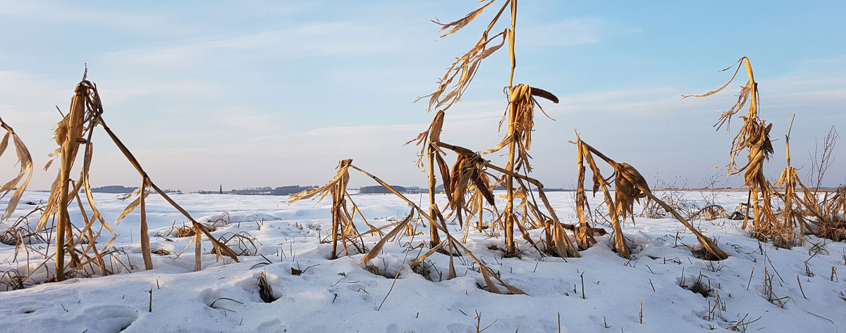 Maishalm im Schnee