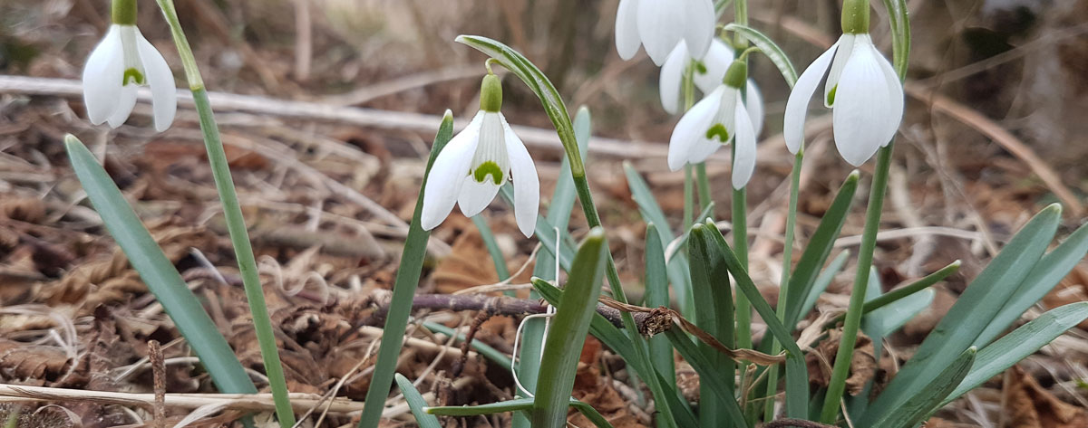 Schneeglöckchen