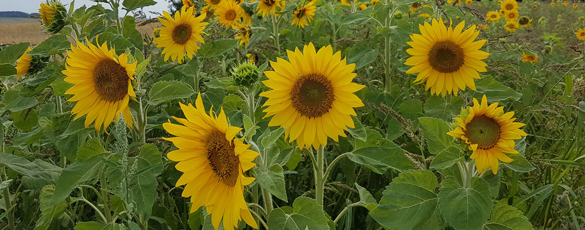 Sonnenblumen