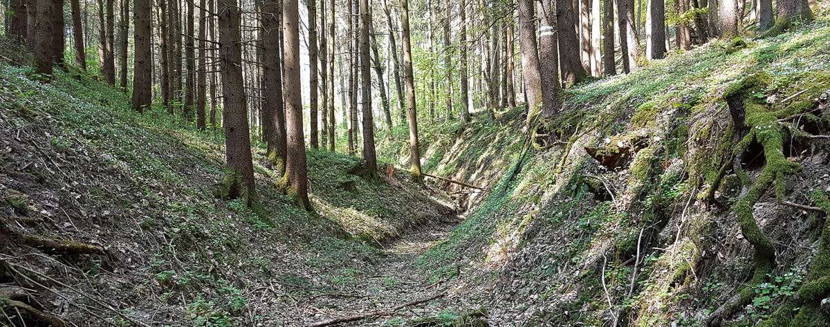 Tal im Wald