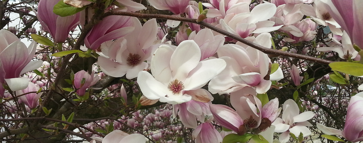 Freikirche der Siebenten Tags Adventisten in Landshut - Magnolienblüten
